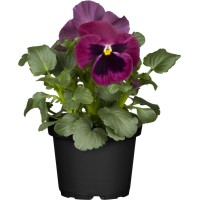 GROW by OBI Mačehe Ø lončka pribl. 10,5 cm Viola wittrockiana