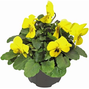 Rogata vijolica različnih barv Ø lončka pribl. 9 cm Viola cornuta