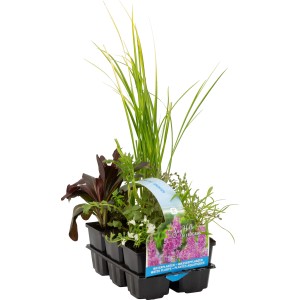 OBI Vodne rastline 6 v kompletu Ø lonca pribl. 9 cm zelene