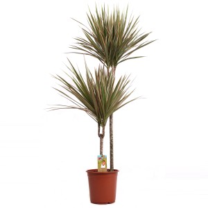 Zmajevka "Bicolour" višina prib. 130-145 cm, Ø lonca 24 cm Dracaena marginata