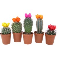 Kaktus s suhimi cvetovi različnih vrst v lončku premera &Oslash; 5,5 cm Cactaceae