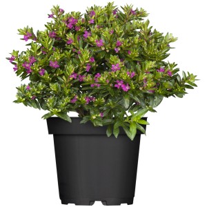 Tulčica različnih barv Ø lončka pribl. 10,5 cm Cuphea