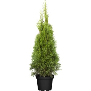 OBI Ameriški klek "Smaragd" višina pribl. 80-100 cm lonec pribl. 7,5 l Thuja