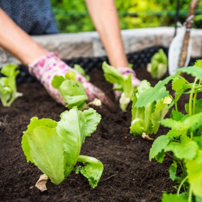 Univerzalna zemlja za rastline 40 l