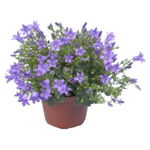 GROW by OBI Zvončnica "Get Mee" modra Ø lončka pribl. 10,5 cm Campanula