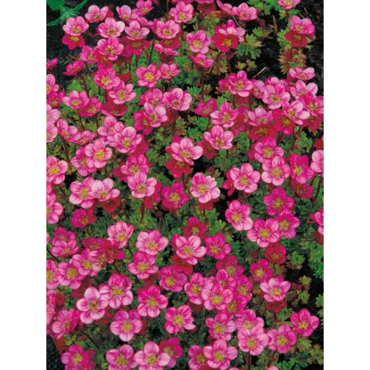 OBI Kamnokreč "Rosenzwerg" rožnat Ø lonca pribl. 9 cm x 9 cm Saxifraga