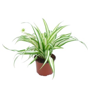 Čopasta zelenčica Ocean višina pribl. 10 cm Ø lončka 5,5 cm Chlorophytum Comosum