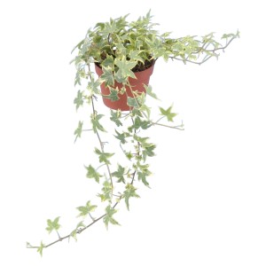 GROW by OBI Bršljan Lonček Ø pribl. 13 cm Rumena pisana Hedera Helix