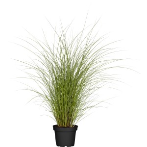 GROW by OBI Kitajski trstikovec "Gracillimus" Ø lončka 19 cm Miscanthus sinensis