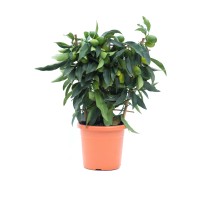 GROW by OBI Mešanica citrusov različne sorte lonec pribl. 19 cm Citrus mitis