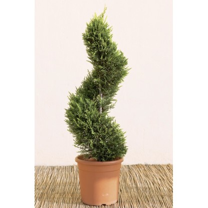OBI Lejlandijeva cipresa "Castlewelland Gold" 80 cm lonec 9 l Cupressocyparis