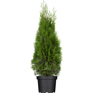 OBI Ameriški klek "Smaragd" višina pribl. 60-80 cm lonec pribl. 5 l Thuja