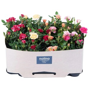 Sobna vrtnica "Party" več vrst višina pribl. 15-20 cm Ø lončka pribl. 7 cm Rosa