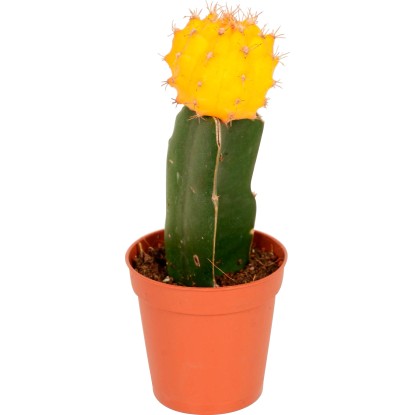 Cepljeni kaktus Neon Style Višina približno 20-25 cm, Ølončka približno 8,5 cm