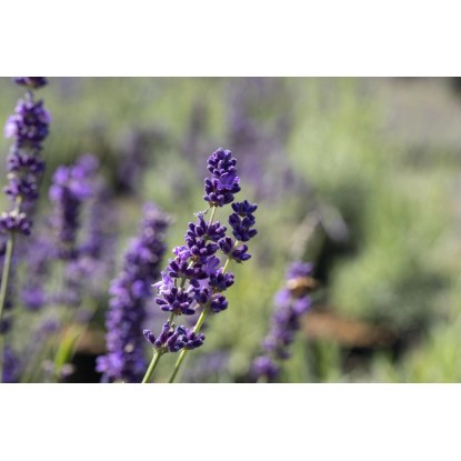 Sivka "Felice" Ø lonca pribl. 10,5 cm Lavandula