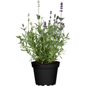 GROW by OBI Sivka "Duo Blue White" pribl. 10-20 cm Lavandula angustifolia
