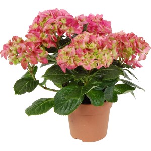 GROW by OBI Hortenzija različne barve Ø lončka 10,5 cm Hydrangea macrophylla