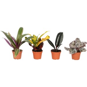 Mini zelena rastlina več vrst visoka pribl. 10 - 15 cm Ø lončka pribl. 6 cm