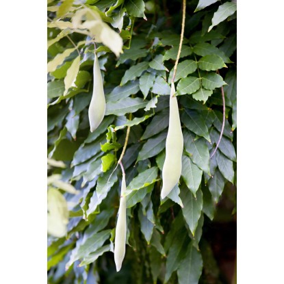 OBI Glicinija miks višina pribl. 80 cm lonec pribl. 6 l Wisteria