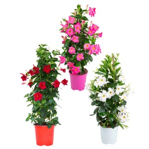 Dipladenija piramida višina pribl. 60 - 80 cm Ø lonca pribl. 17 cm Mandelvilla