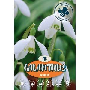 Zvončki Ikariae, beli