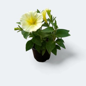 PCZ Varaždinski Cvijet Potunija Ø lončka 10 cm