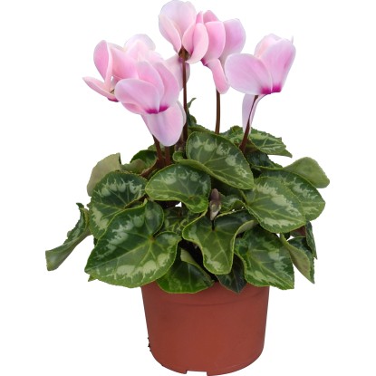 Perzijska ciklama "Midi" mešanica barv Ø lončka pribl. 10,5 cm