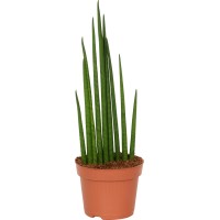 GROW by OBI Taščin jezik več vrst višina pribl. 40-45 cm Ø lonca pribl. 12 cm