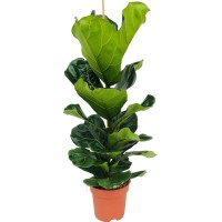 GROW by OBI Lirastolisti fikus višine pribl. 95 cm Ø lončka pribl. 21 cm