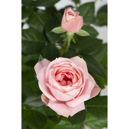 Stebelna vrtnica rožnata višina pribl. 70-80 cm lonček pribl. 2 l