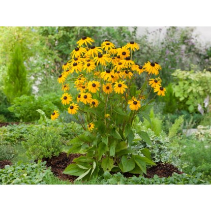 OBI Svetleča rudbekija rumena Ø lonca pribl. 9 cm x 9 cm Rudbeckia