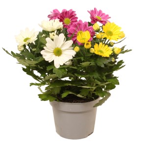 Krizantema "Carnaval" višine 20-30 cm Ø lončka 12 cm Chrysanthemum indicum