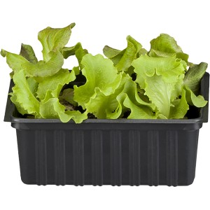 Sadike solate 9 kosov