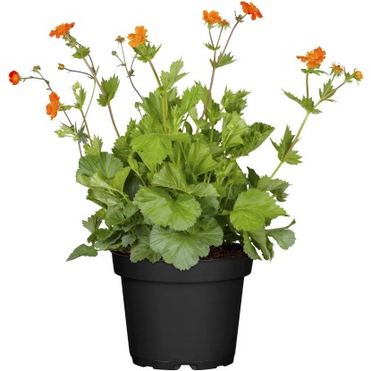 OBI Sretena oranžna Ø lončka pribl. 13 cm Geum