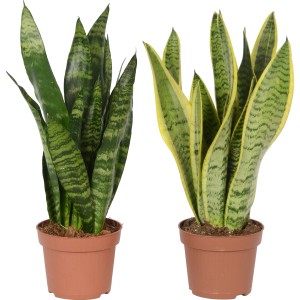 GROW by OBI Taščin jezik Ø lonca pribl. 12 cm (Sansevieria trifasciata)