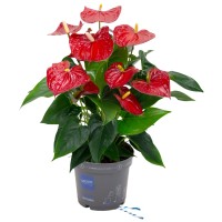GROW by OBI Veliki flamingovec "Sierra" višina pribl. 55 cm Ø lončka 17 cm