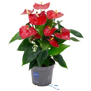 GROW by OBI Veliki flamingovec "Sierra" višina pribl. 55 cm Ø lončka 17 cm