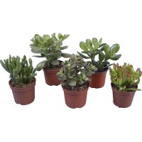 Različne vrste tolstic (Crassula) v lončku premera Ø pribl. 10,5 cm