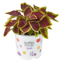 Okrasna kopriva mešanica sort Ø lonca pribl. 10,5 cm Coleus