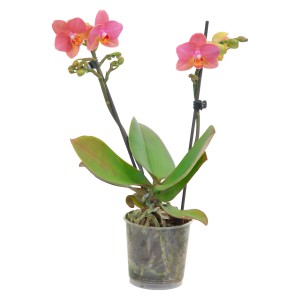 Metuljasta orhideja multiflora 2 stebli s sveti oranžno-rumena Phalaenopsis