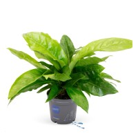 Anturija Botanical Urban 50 - 60 cm Ø lončka pribl. 17 cm Anthurium