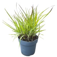 GROW by OBI Vrtno proso Cheyenne Sky Ø lonca pribl. 14 cm Panicum virgatum