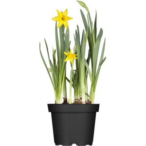 GROW by OBI Narcisa "Tete a Tete" rumena Ø lončka 12 cm Narcissus cyclamineus