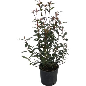 OBI Fotinija "Carré Rouge" višina pribl. 50–60 cm lonec pribl. 10 l Photinia