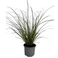 GROW by OBI Japonski šaš "Phoenix Green" svetlozelen Ø lončka 12 cm Carex