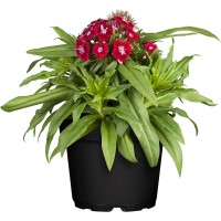 OBI Turški nagelj Ø lonca pribl. 13 cm Dianthus