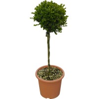 OBI Pušpan "Faulkner" višina pribl. 65 cm lonec pribl. 9 l Buxus