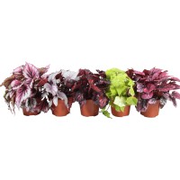 GROW by OBI Kraljevska begonija "Beleaf" različnih sort Ø lončka 12 cm