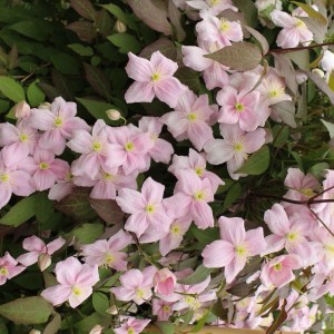 Gorski srobot Rubens rožnat višina 40-60 cm lonec Ø 17 cm Clematis montana