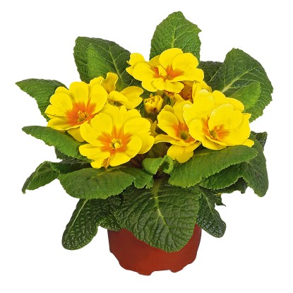 Primula različnih barv Ø lončka pribl. 9 cm Primula